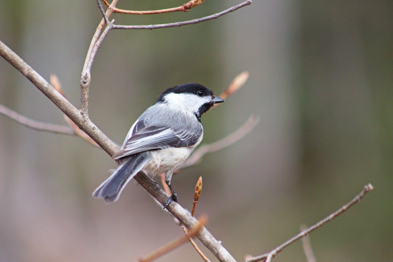 A small black-capped chickadee perched on a thin bare branch, displaying its distinctive black cap and bib, white cheeks, gray back and wings, and pale underbelly. The bird faces right with a sharp black beak, and the soft blurred background of muted greens and browns suggests a natural woodland setting, possibly in early spring given the budding twigs.